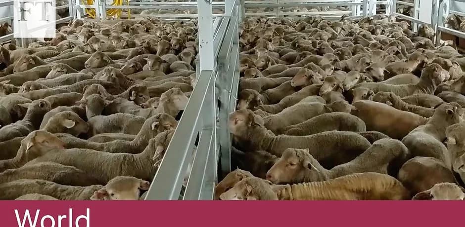 Herd of Sheep — Golf Course Veterinary Hospital in Taree, NSW