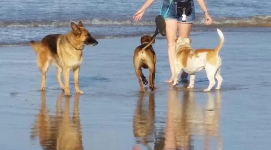 Dogs at the Beach — Golf Course Veterinary Hospital in Taree, NSW