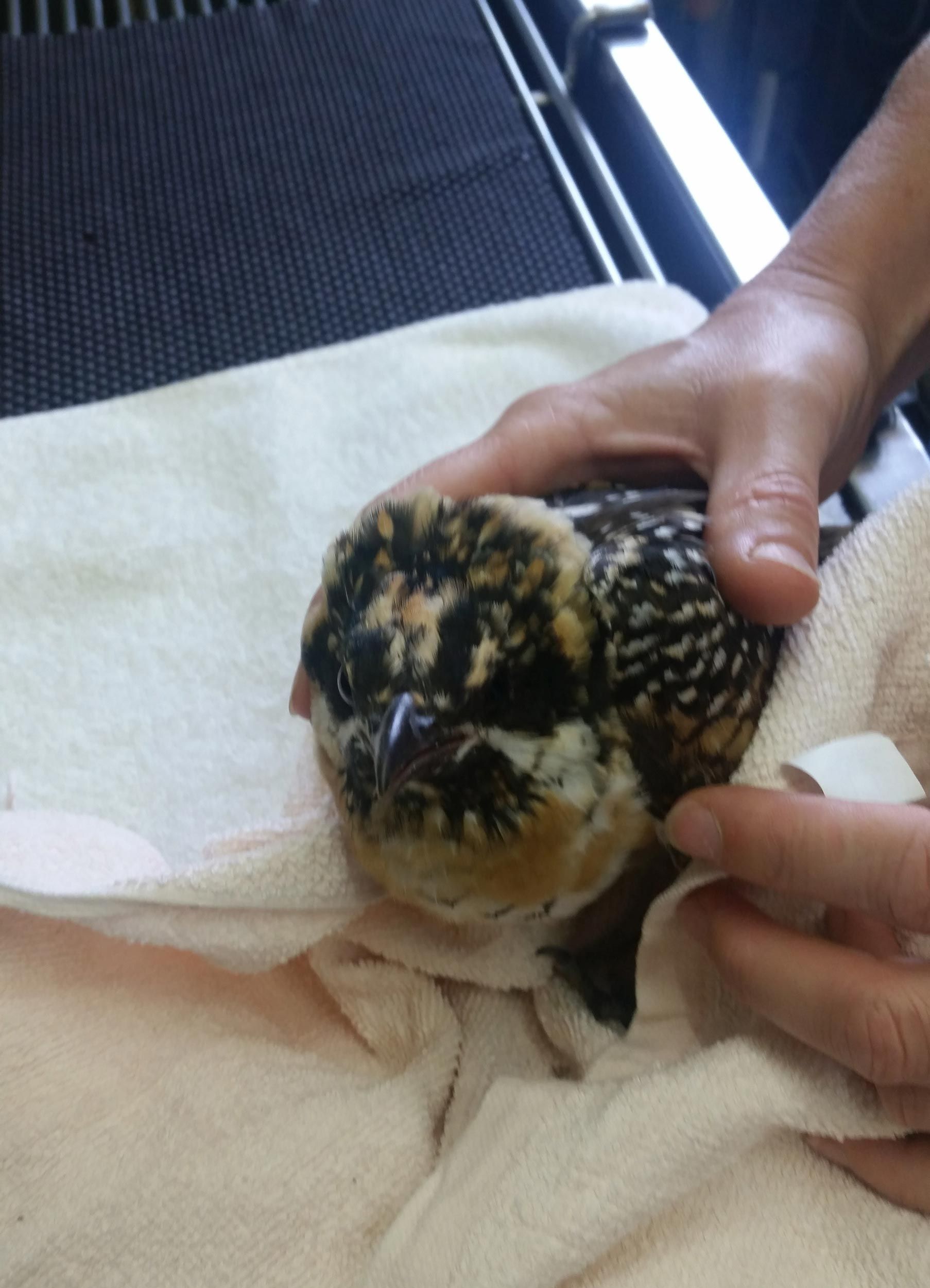 A Bird Under Observation