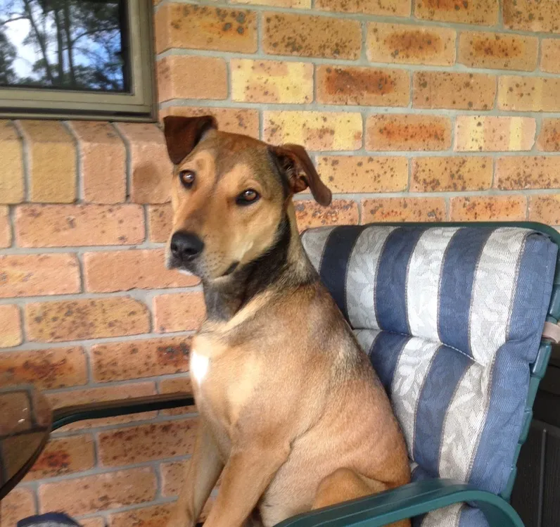 Dog Sitting on Outdoor Couch — Golf Course Veterinary Hospital in Taree, NSW