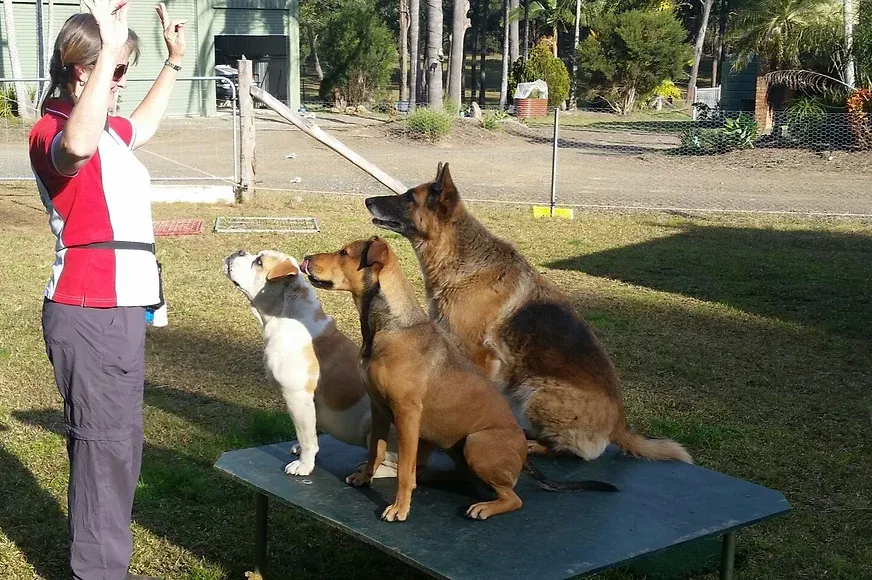 Three Dog's During Training Class — Golf Course Veterinary Hospital in Taree, NSW