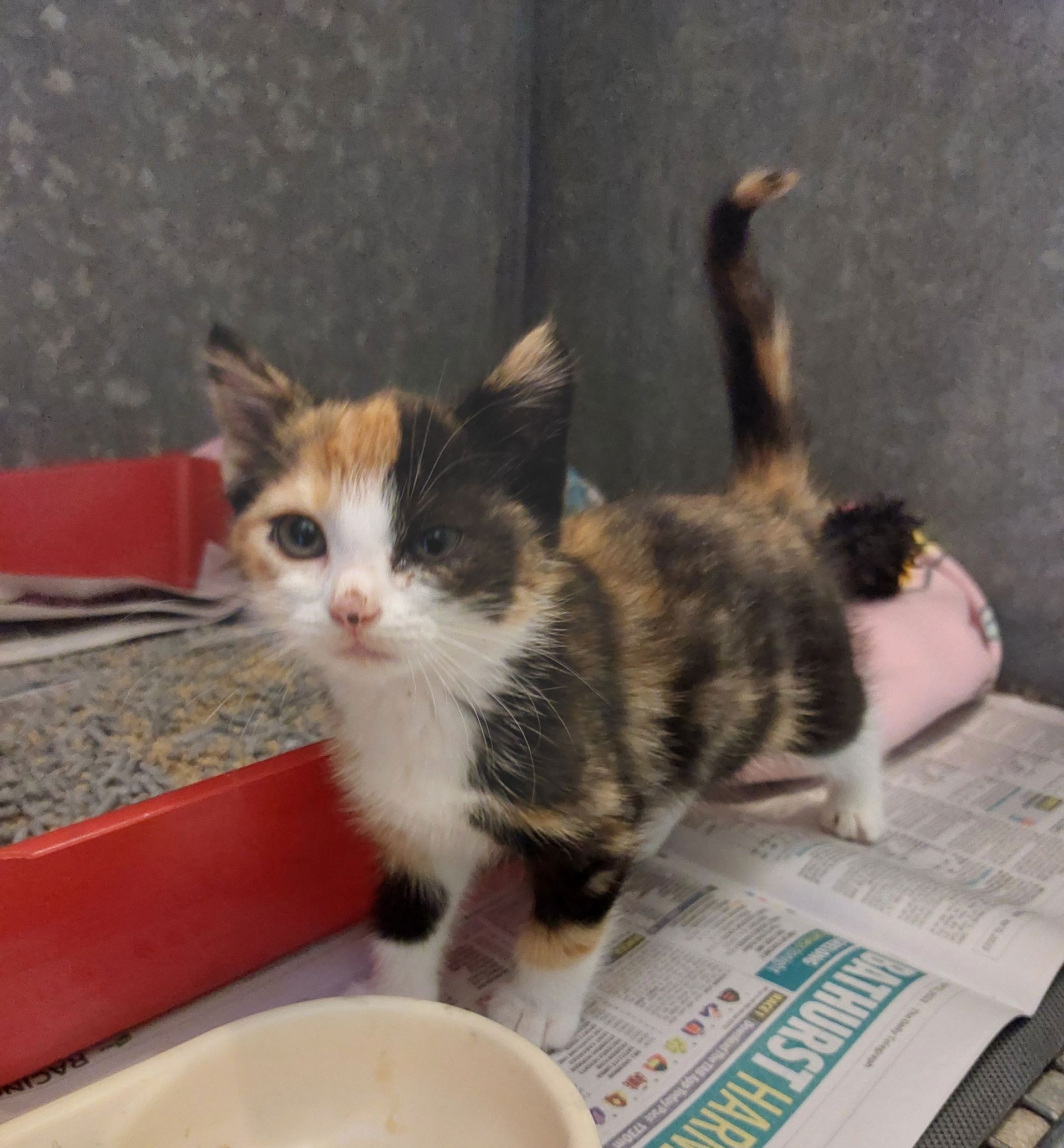 kitten being taken care of by vets in Taree