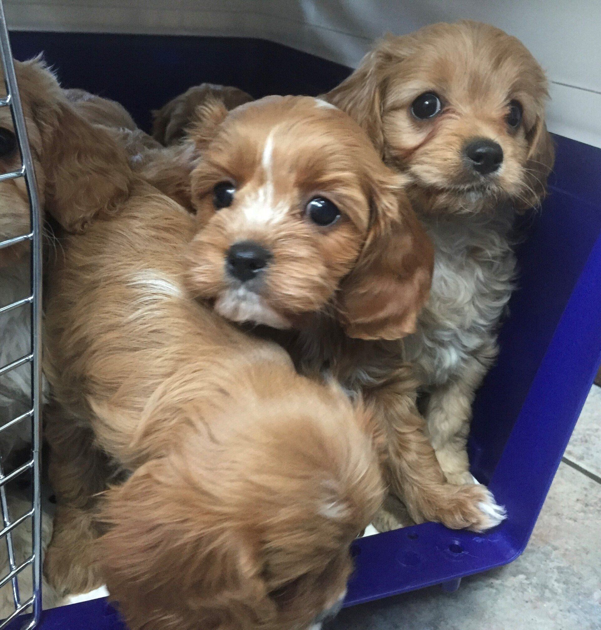 Puppies — Golf Course Veterinary Hospital in Taree, NSW