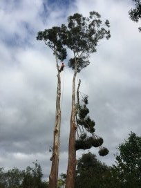 tree removal Nowra
