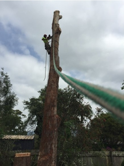Tree removal in Berry and Nowra NSW