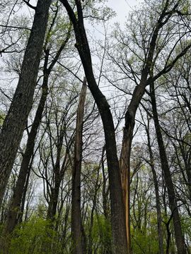 A low-angle view of forest trees, with one standing broken and splintered in the center against a cloudy sky.
