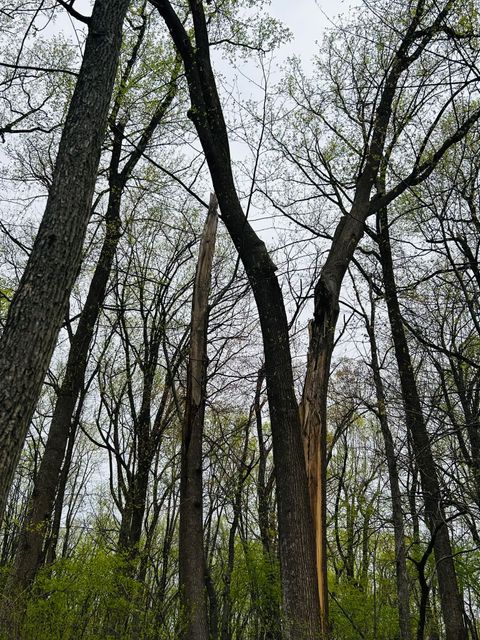 A low-angle view of forest trees, with one standing broken and splintered in the center against a cloudy sky.