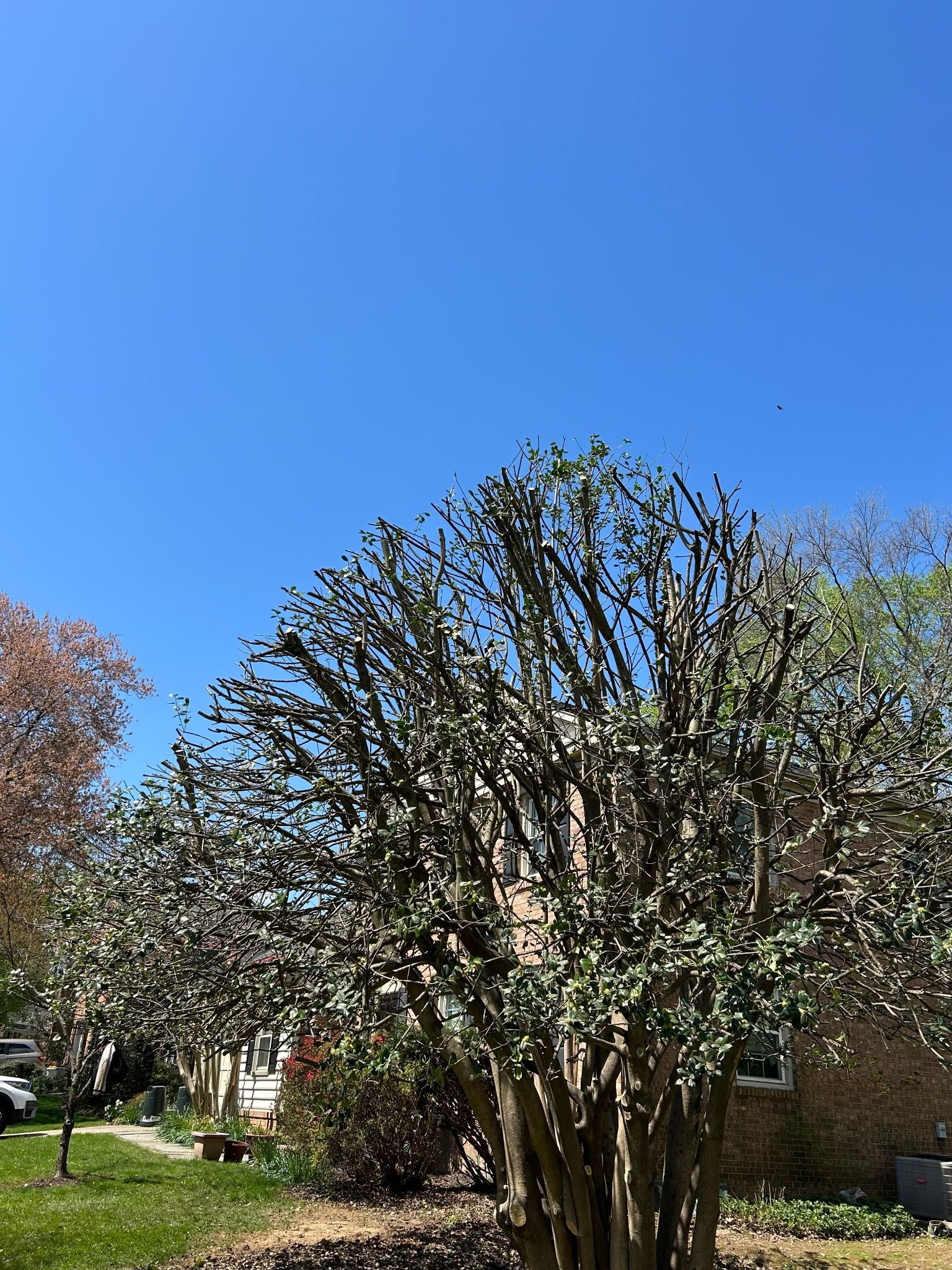 A leafless, multi-trunked shrub pruned back into a rounded shape against a clear blue sky.