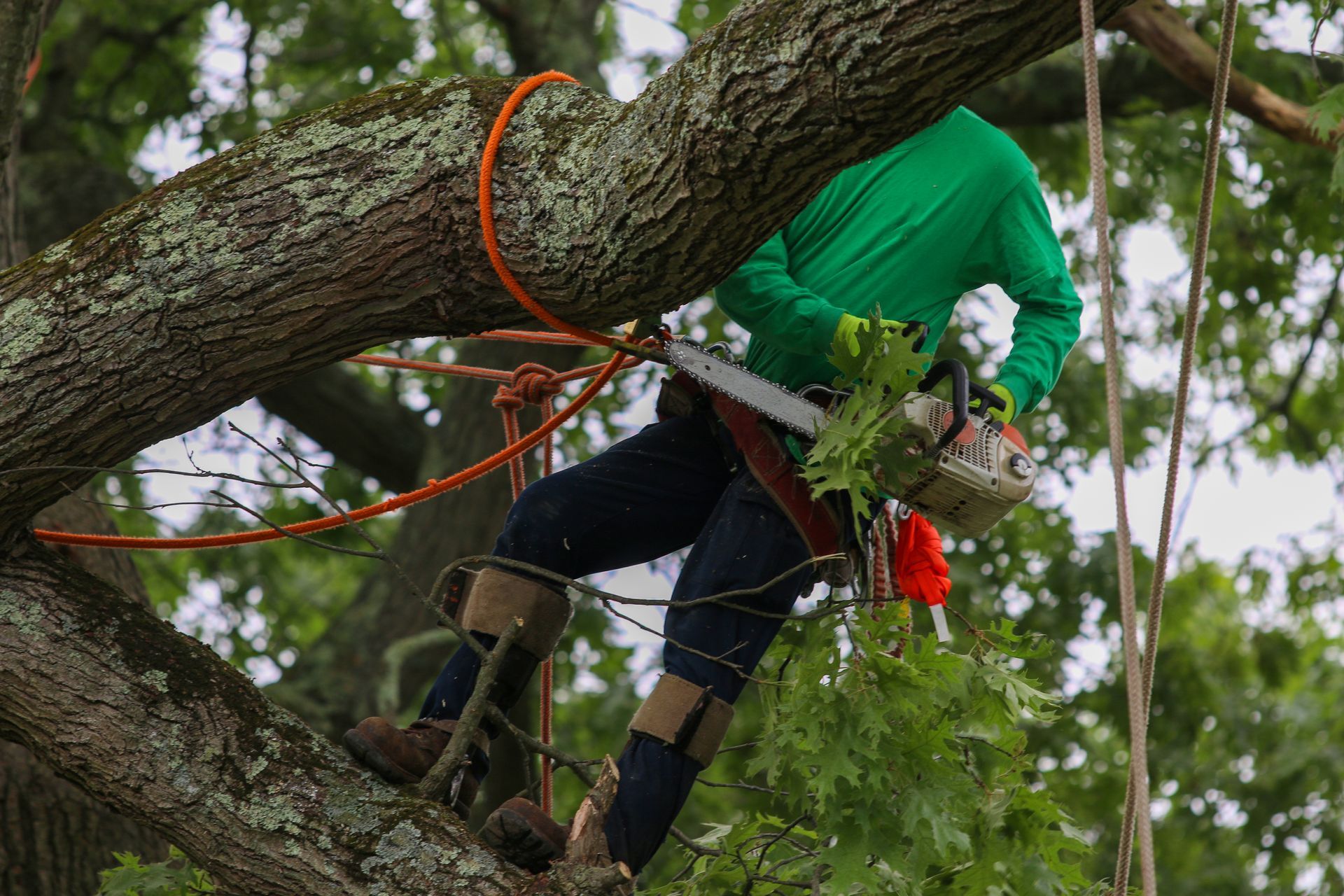 An arborist in a safety harness uses a chainsaw for expert tree trimming high in an oak.