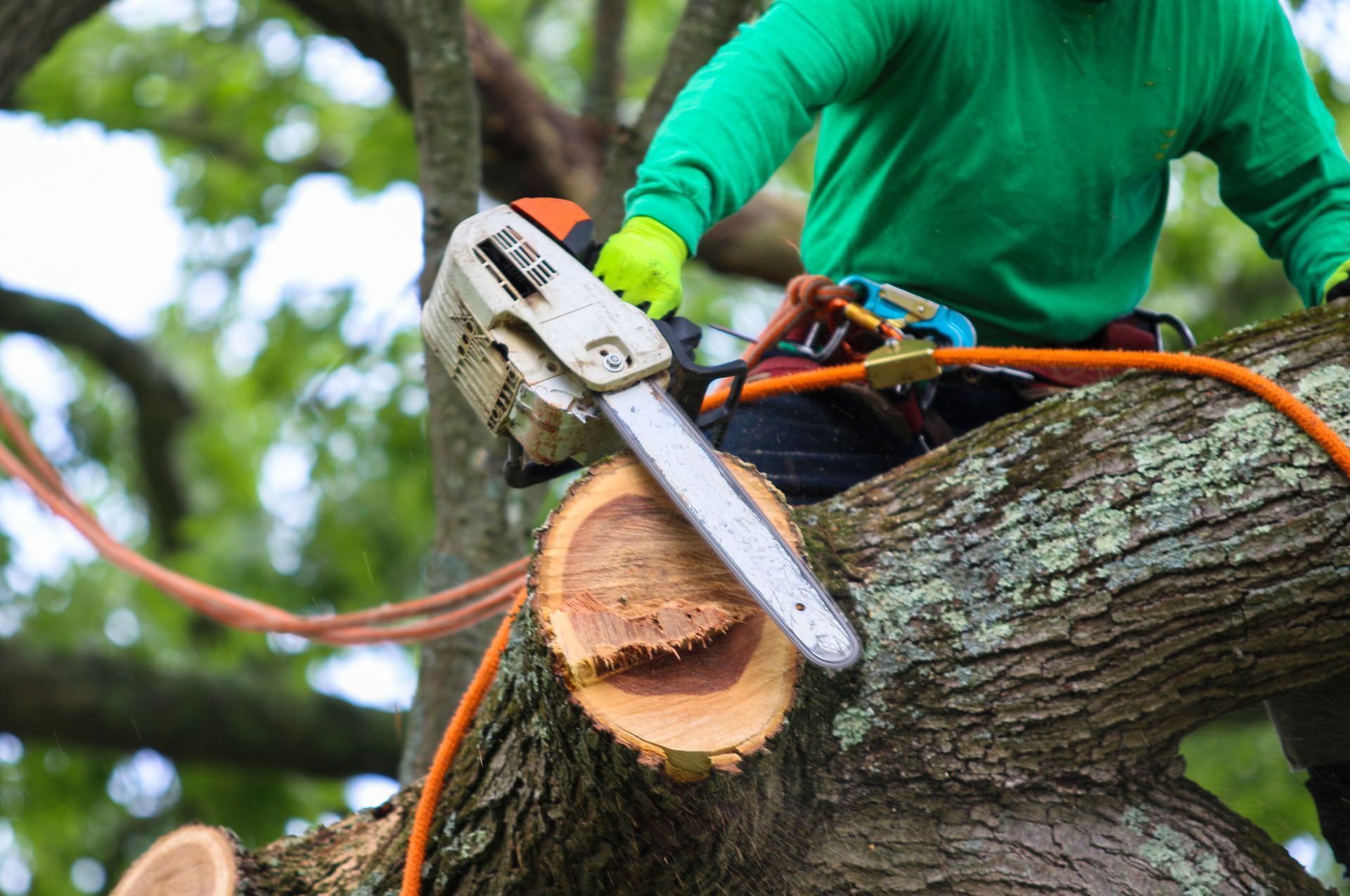 An arborist in a harness uses a chainsaw to cut a branch during professional tree trimming.