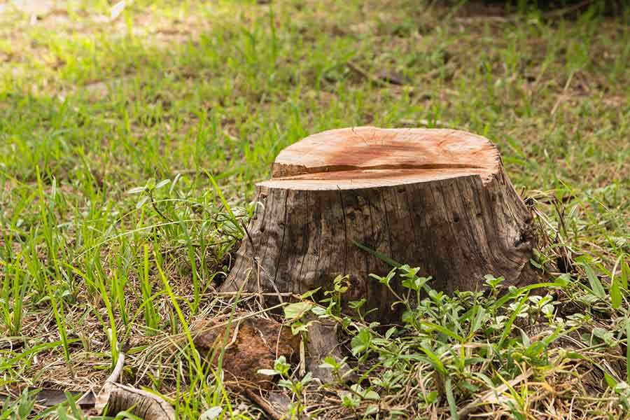 Stump on Green Grass — Gaithersburg, MD — Myers & Law Tree Service