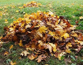 Pile of Fallen Leaves — Gaithersburg, MD — Myers & Law Tree Service