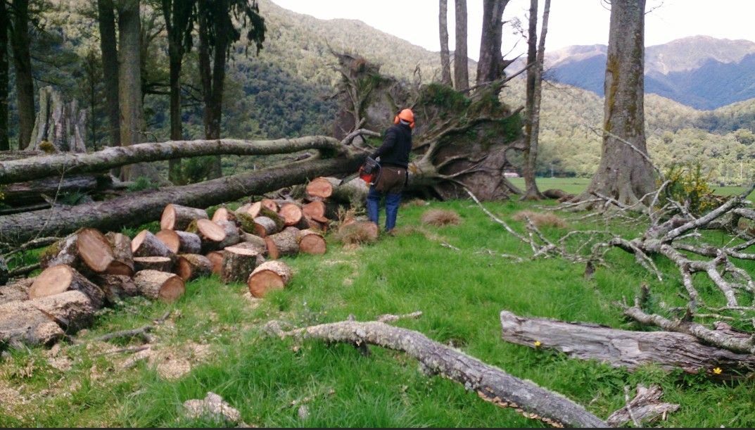 Person using chainsaw to cut logs in a grassy forest clearing, with mountains in the background. Person using chainsaw to cut logs in a grassy forest clearing, with mountains in the background.