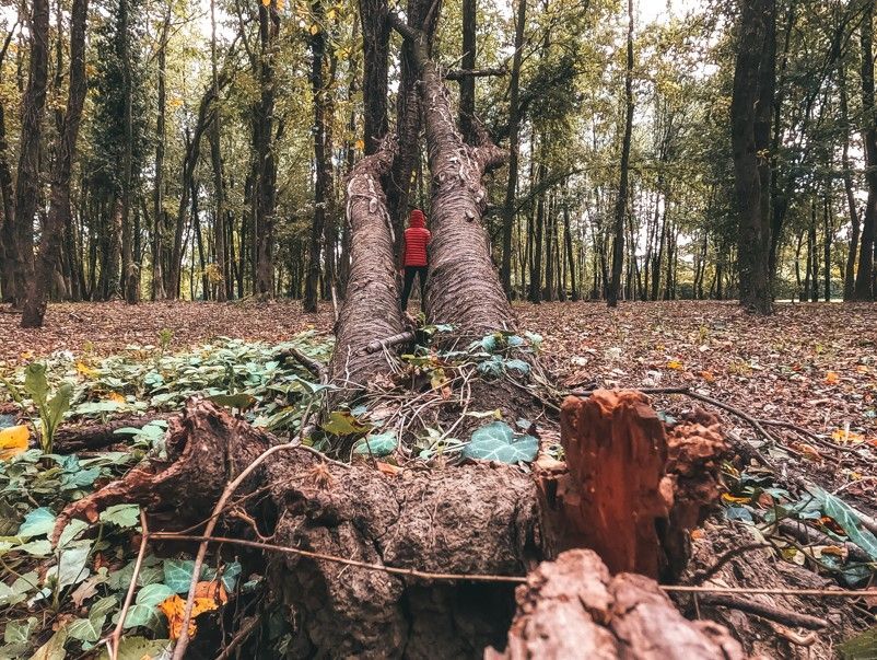 Person in red jacket standing near a large, split tree trunk in a forest with fallen leaves. Person in red jacket standing near a large, split tree trunk in a forest with fallen leaves.