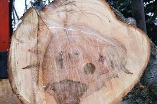 Tree Log — Gaithersburg, MD — Myers & Law Tree Service