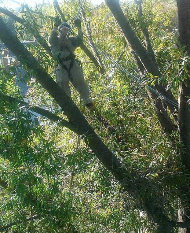 Trimming Large Tree — Gaithersburg, MD — Myers & Law Tree Service