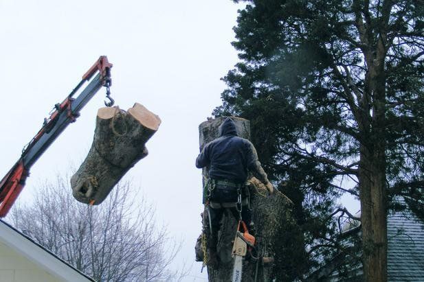 Tree Log Removal — Gaithersburg, MD — Myers & Law Tree Service Tree Log Removal — Gaithersburg, MD — Myers & Law Tree Service