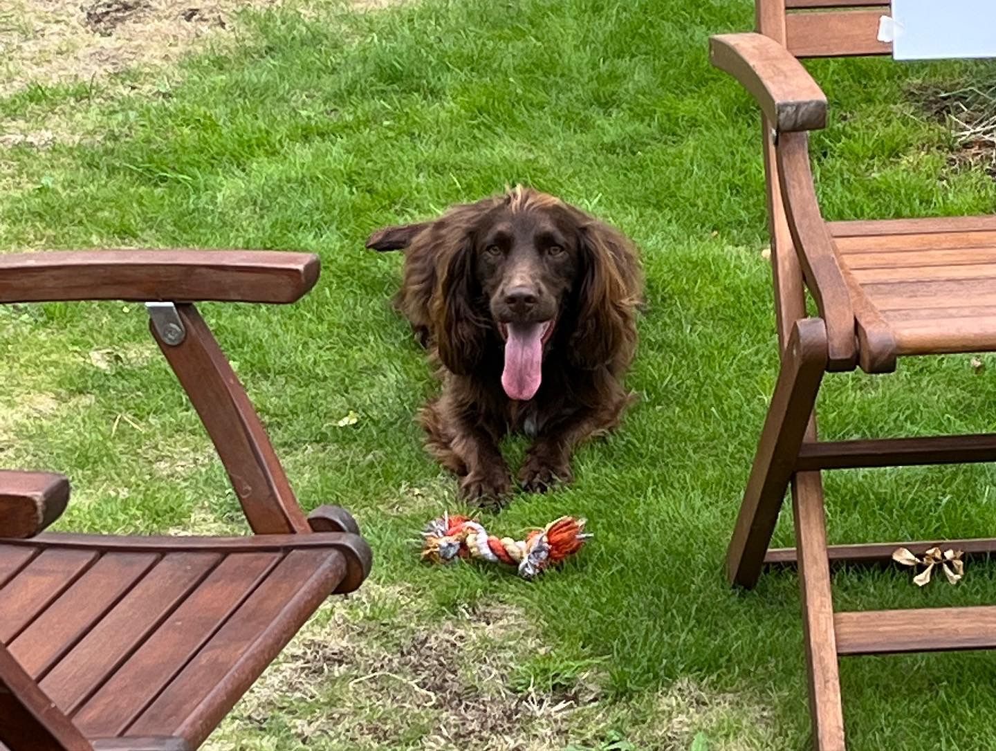 naming ceremony working cocker spaniel