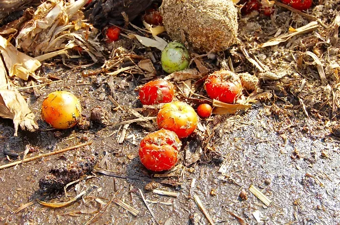 Tomaten und Bioabfall