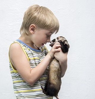 Boy holding a Ferret- Veterinary Treatments in West Berlin