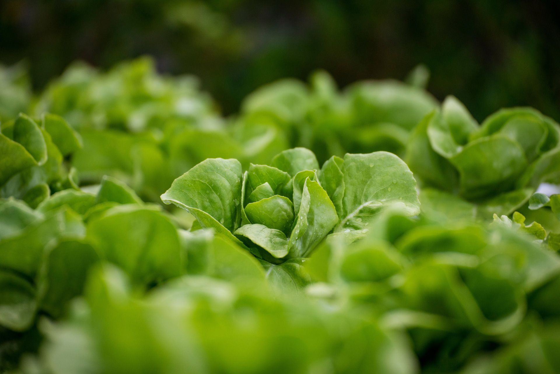 A bunch of lettuce plants are growing in a garden.