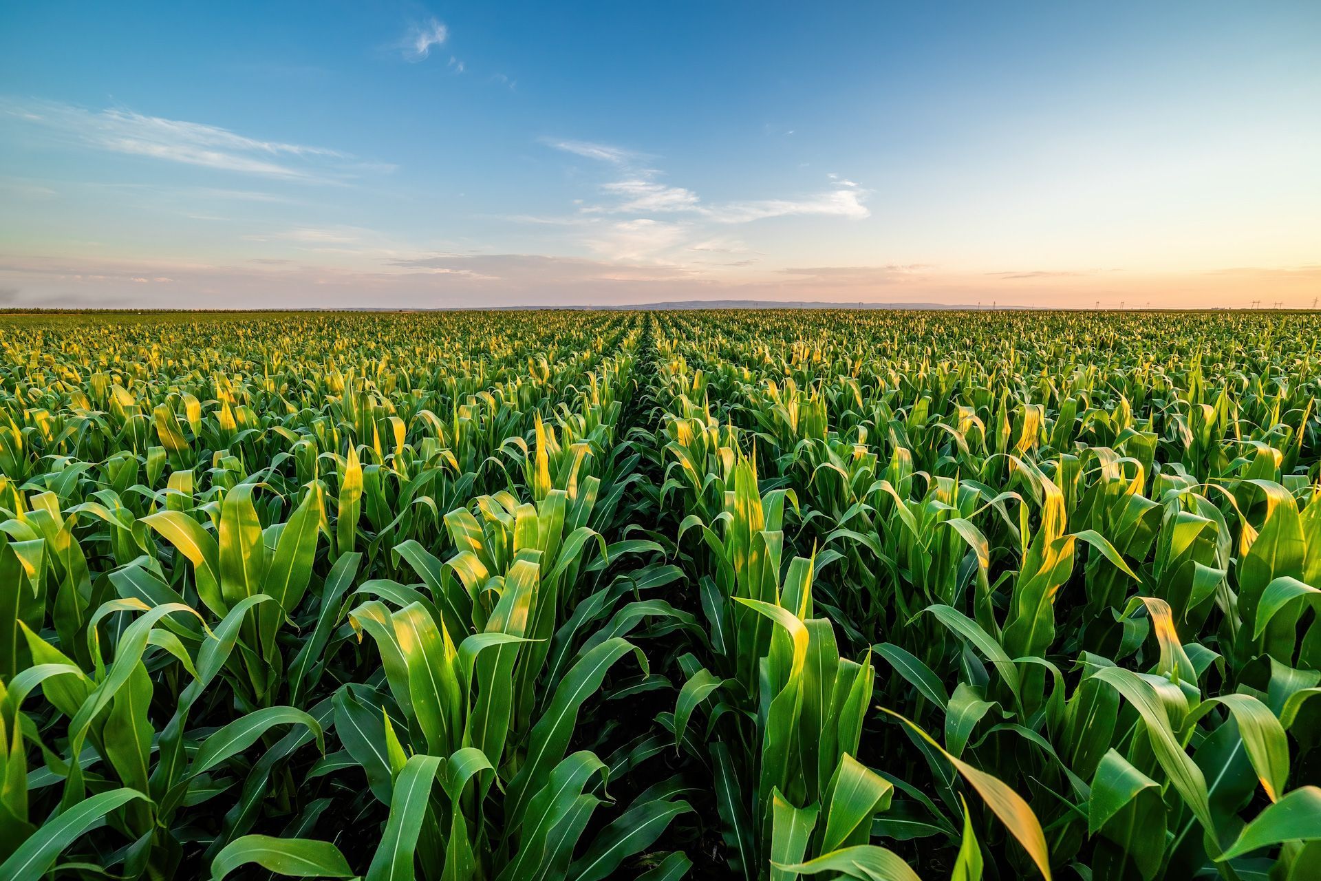 A row of corn plants growing in a field with a blue sky in the background.