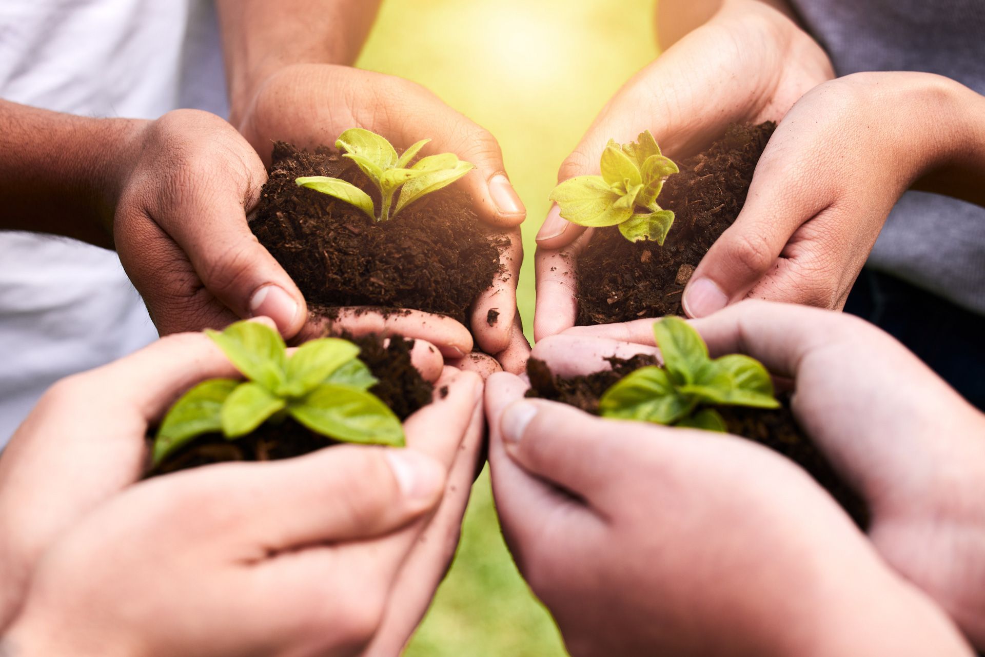 A group of people are holding small plants in their hands.