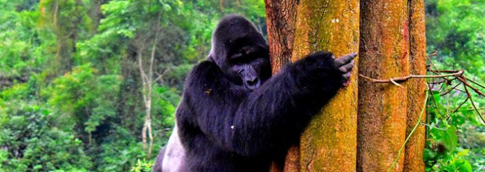 Silverback gorilla in Bwindi impenetrable national park
