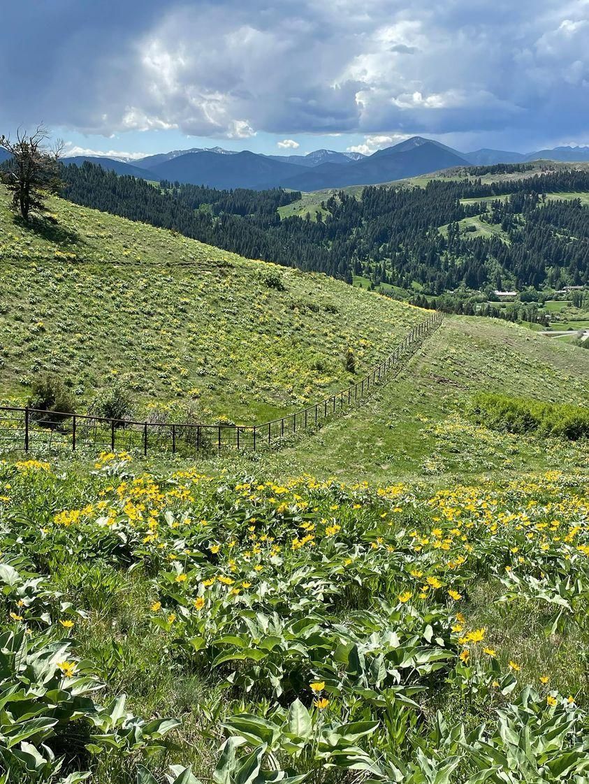 A field of yellow flowers on a hillside with mountains in the background.