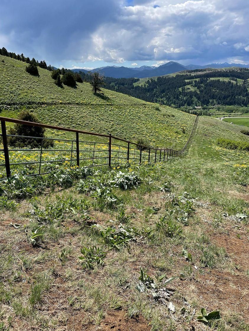 A field of grass and flowers with a fence in the foreground and mountains in the background.
