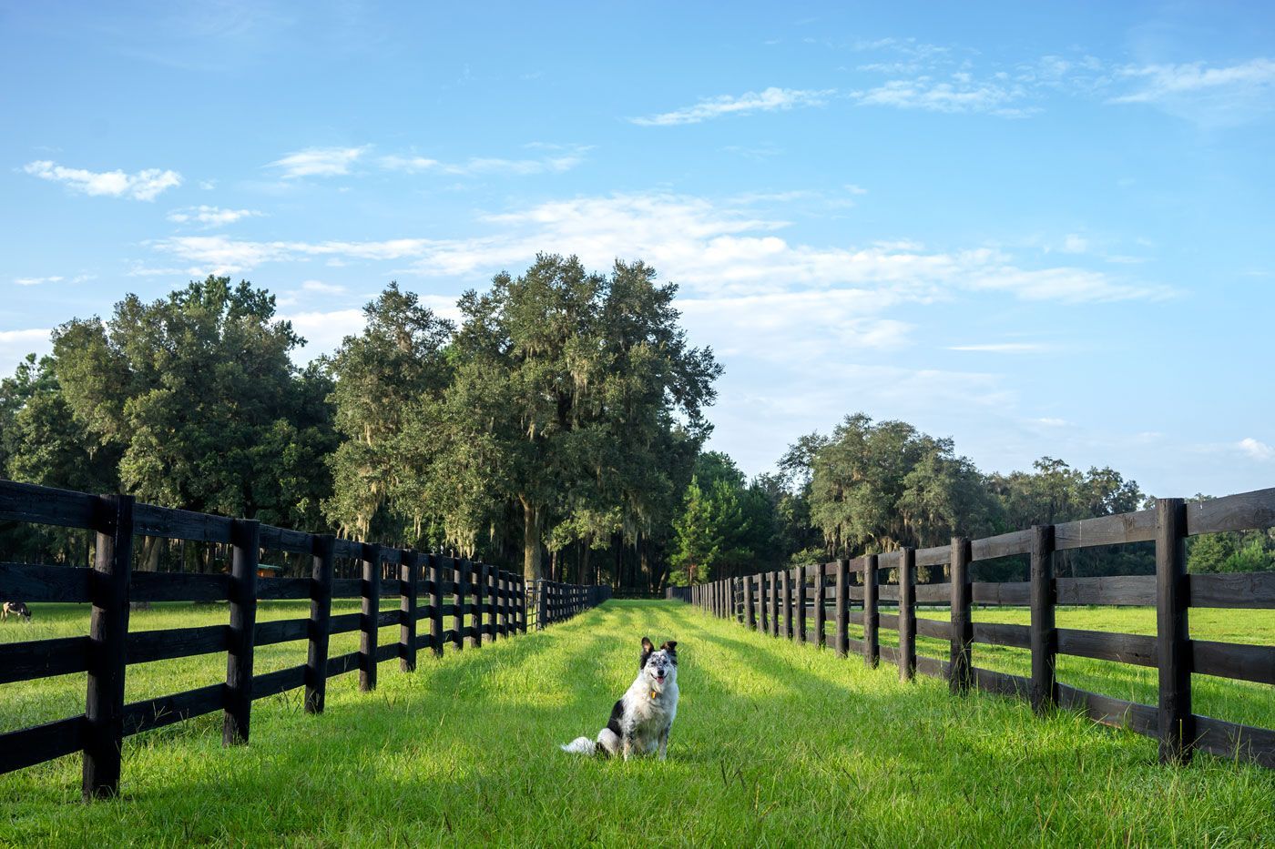 Discover Yard, Farm, and Ranch Secure Fencing Solutions thumbnail