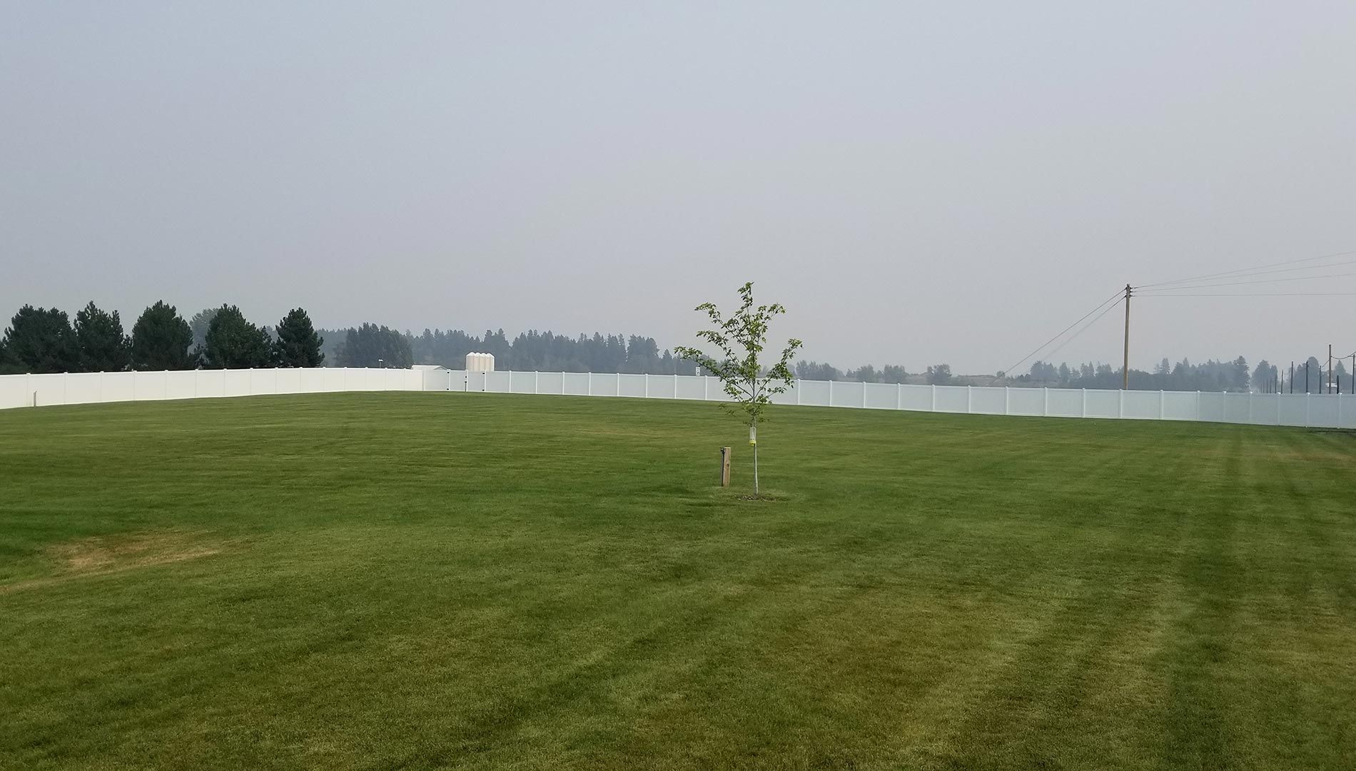 A small tree is growing in the middle of a lush green field.
