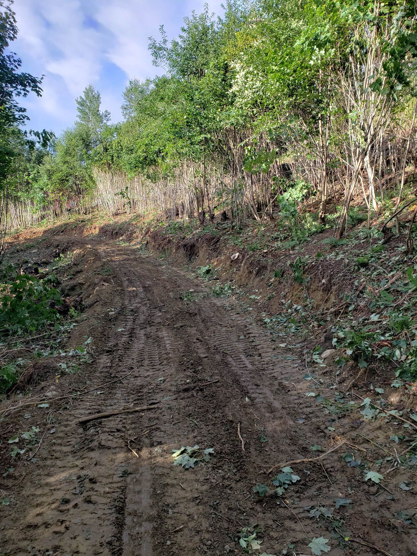 Muddy dirt path ascends a hillside, surrounded by cleared trees and dense green foliage, under a cloudy sky.