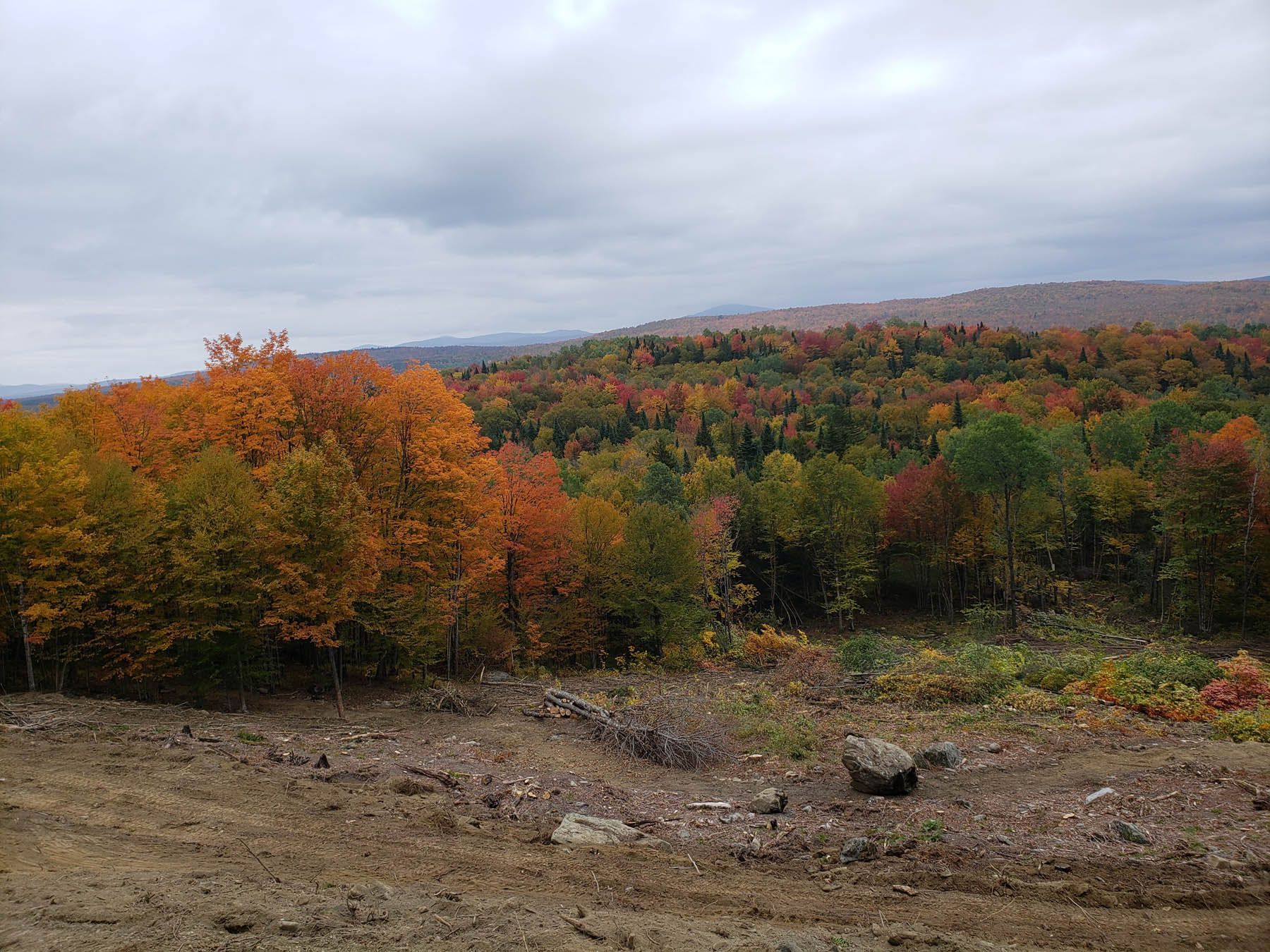 Autumn forest with vibrant orange, red, and green trees under a cloudy sky.