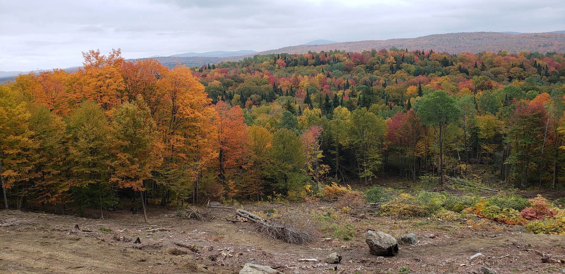 A colorful autumn forest landscape under a cloudy sky.