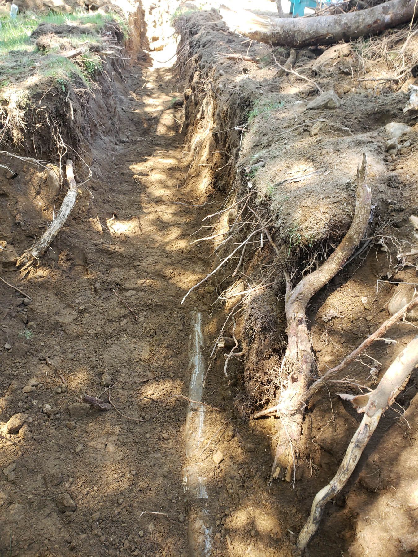 Trench dug in soil; tree roots and branches visible on the sides, leading to a narrow path.
