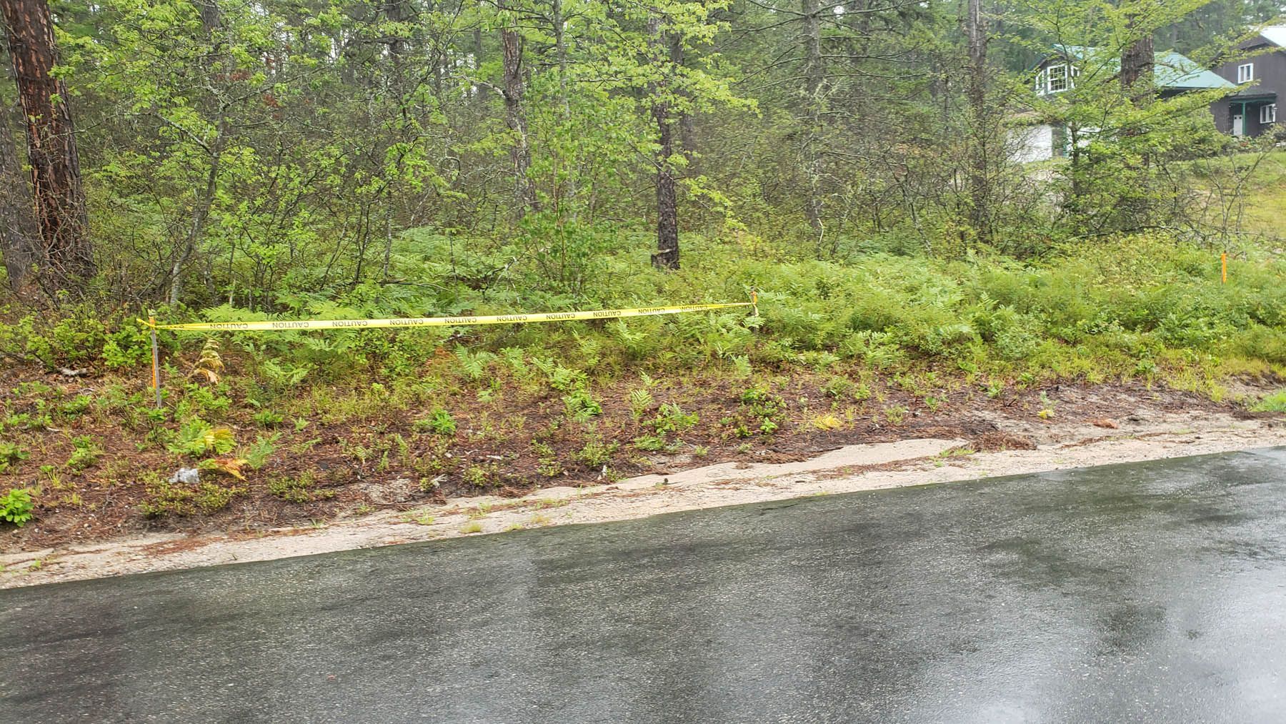 Yellow caution tape strung along a roadside, marking off overgrown foliage with trees in the background.