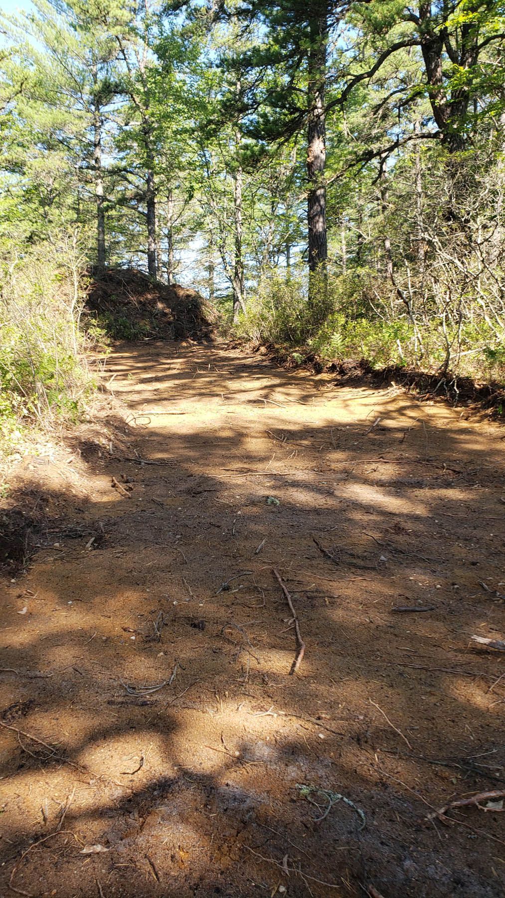 Dirt path through a forest, sunlight dappling the ground.