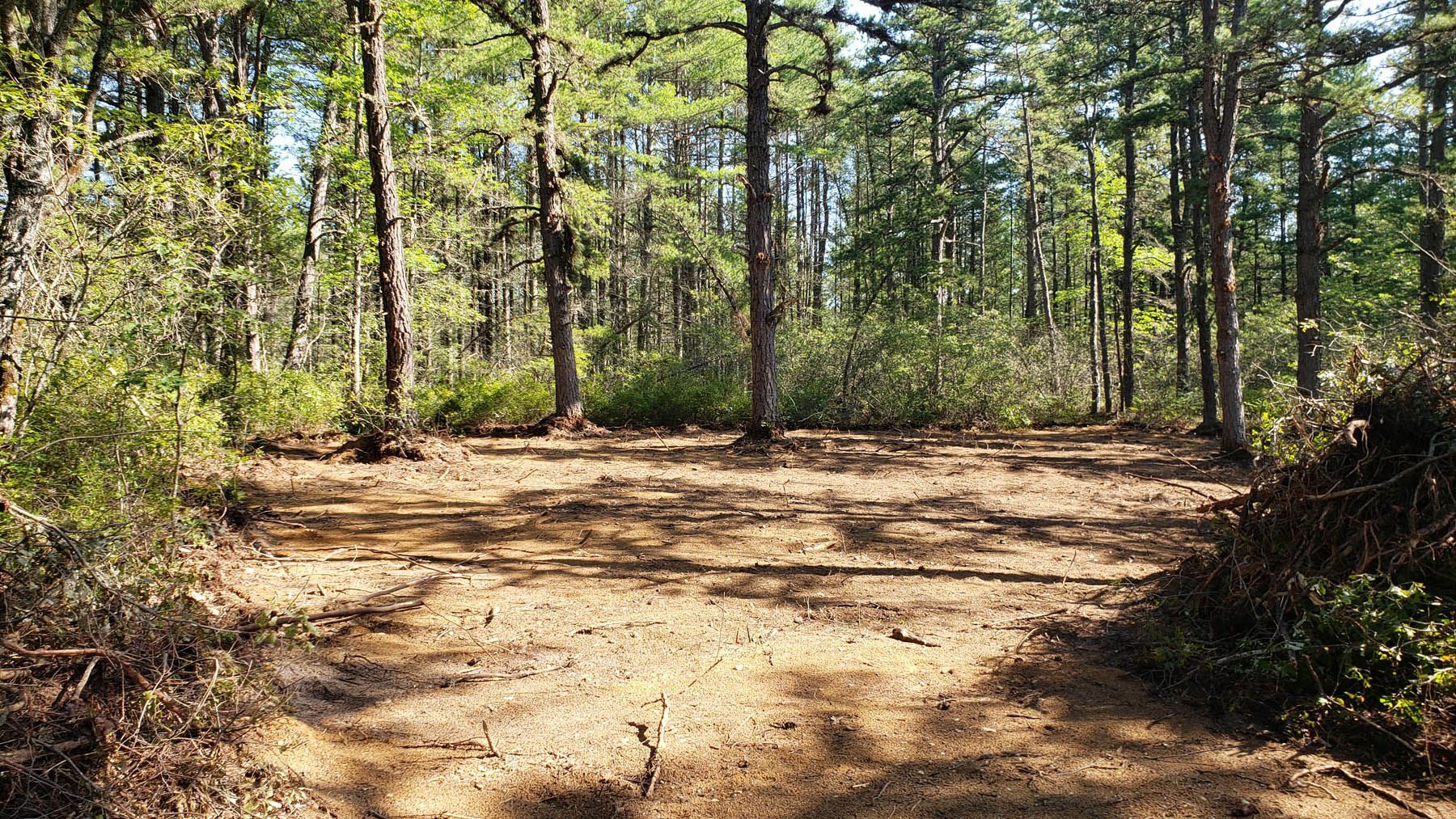 Clearing in a forest. Brown dirt ground. Tall green trees surround. Sunlight streams through the trees.