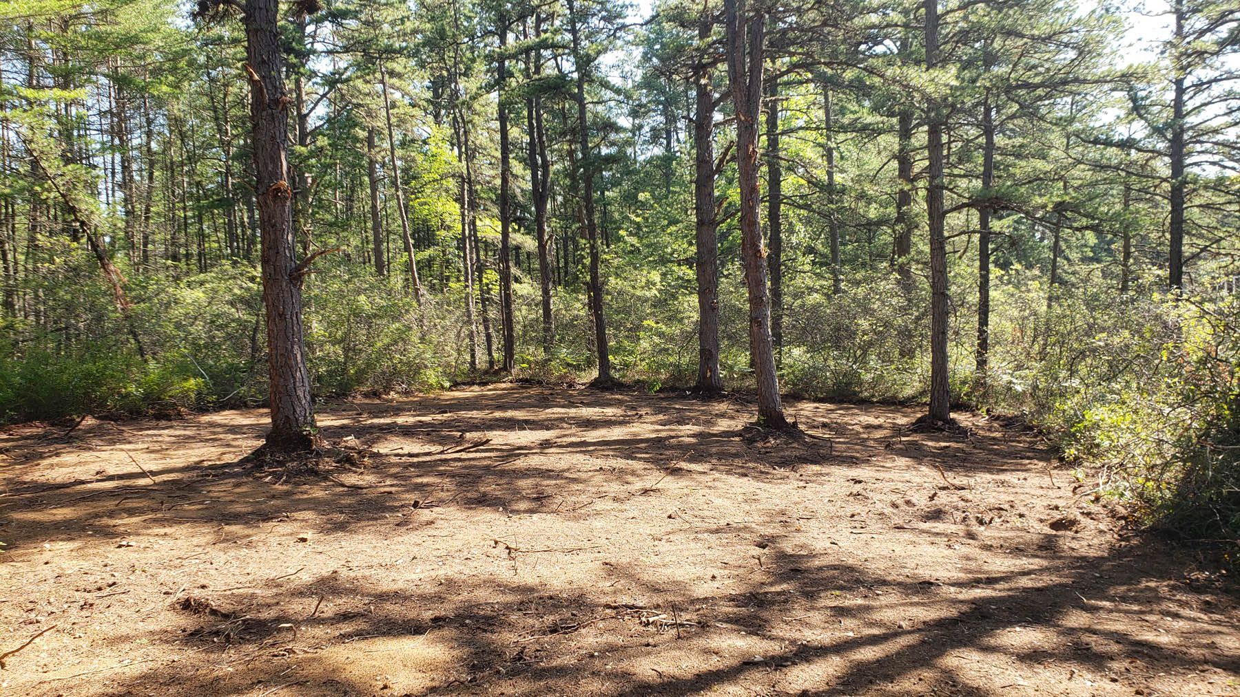 Forest clearing with tall trees and brown ground covered in fallen pine needles.