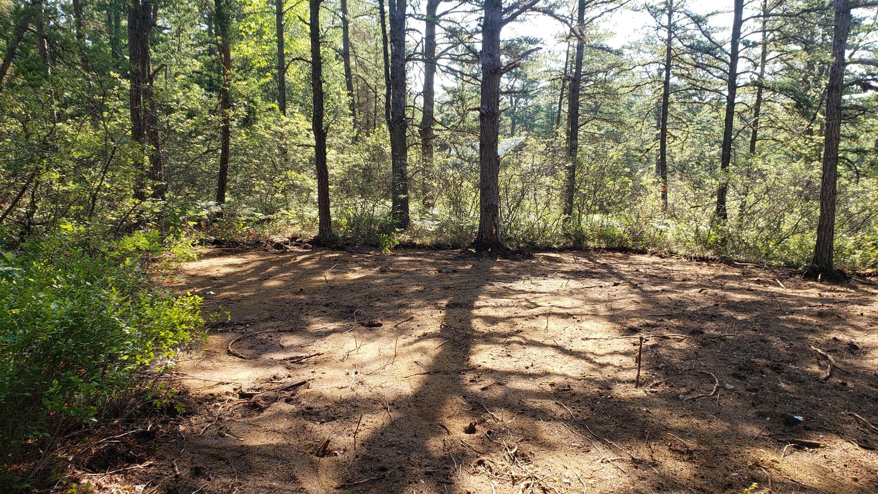 A cleared area in a sunlit forest, surrounded by tall trees and undergrowth.