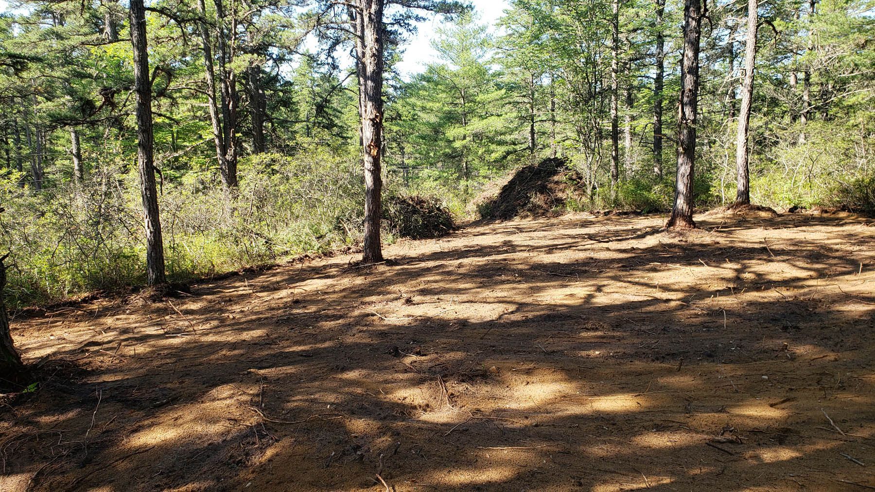 Forest clearing with brown ground and trees. Sunlight casts shadows.