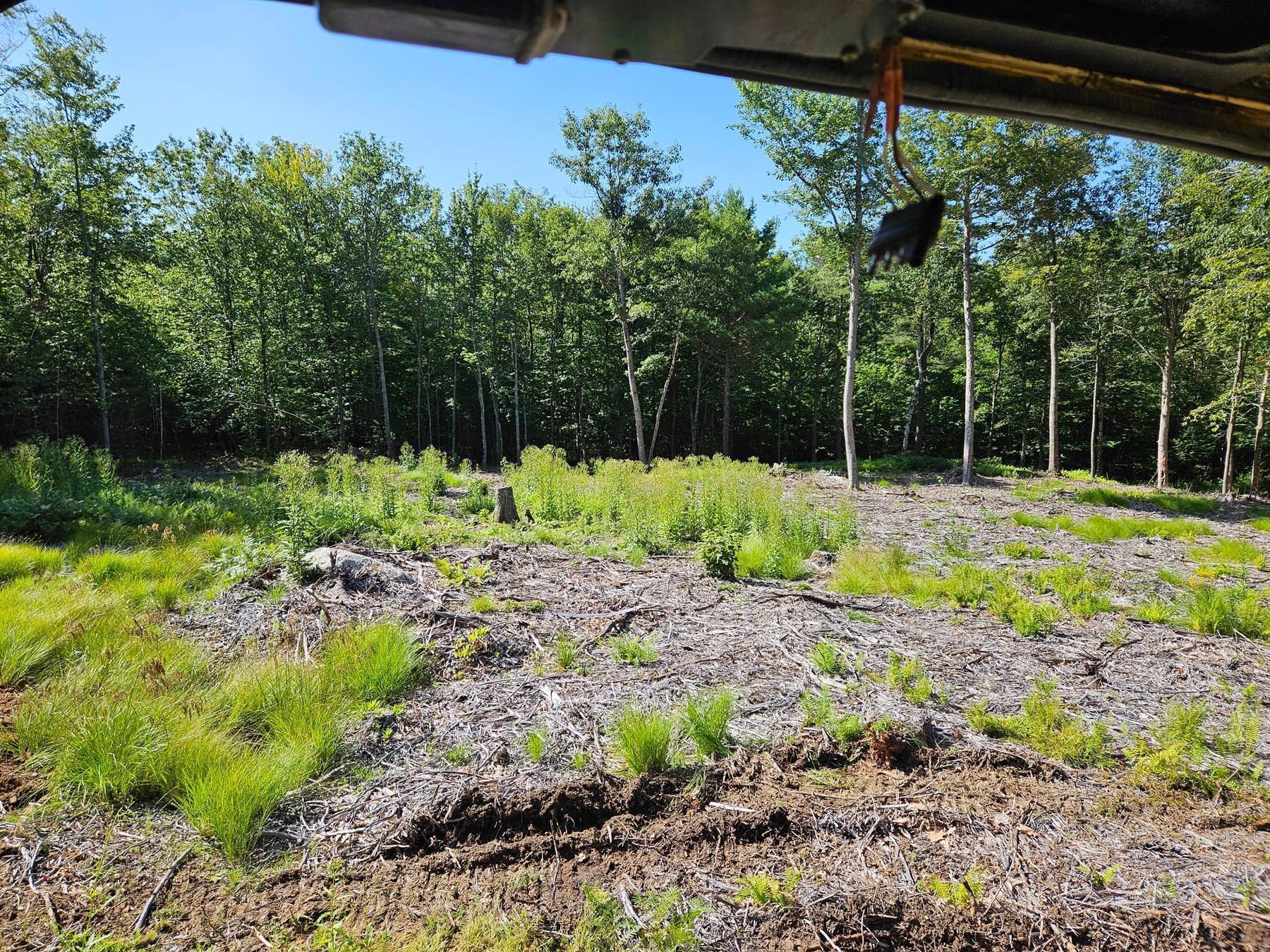 Clearing in front of a forest; wood chips cover the ground, bright green grasses, trees.