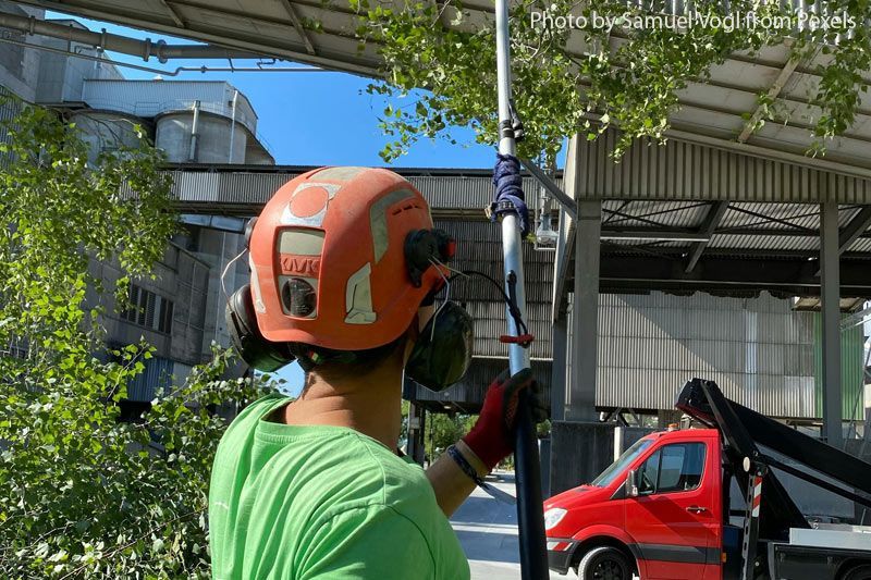 Tree trimming & pruning