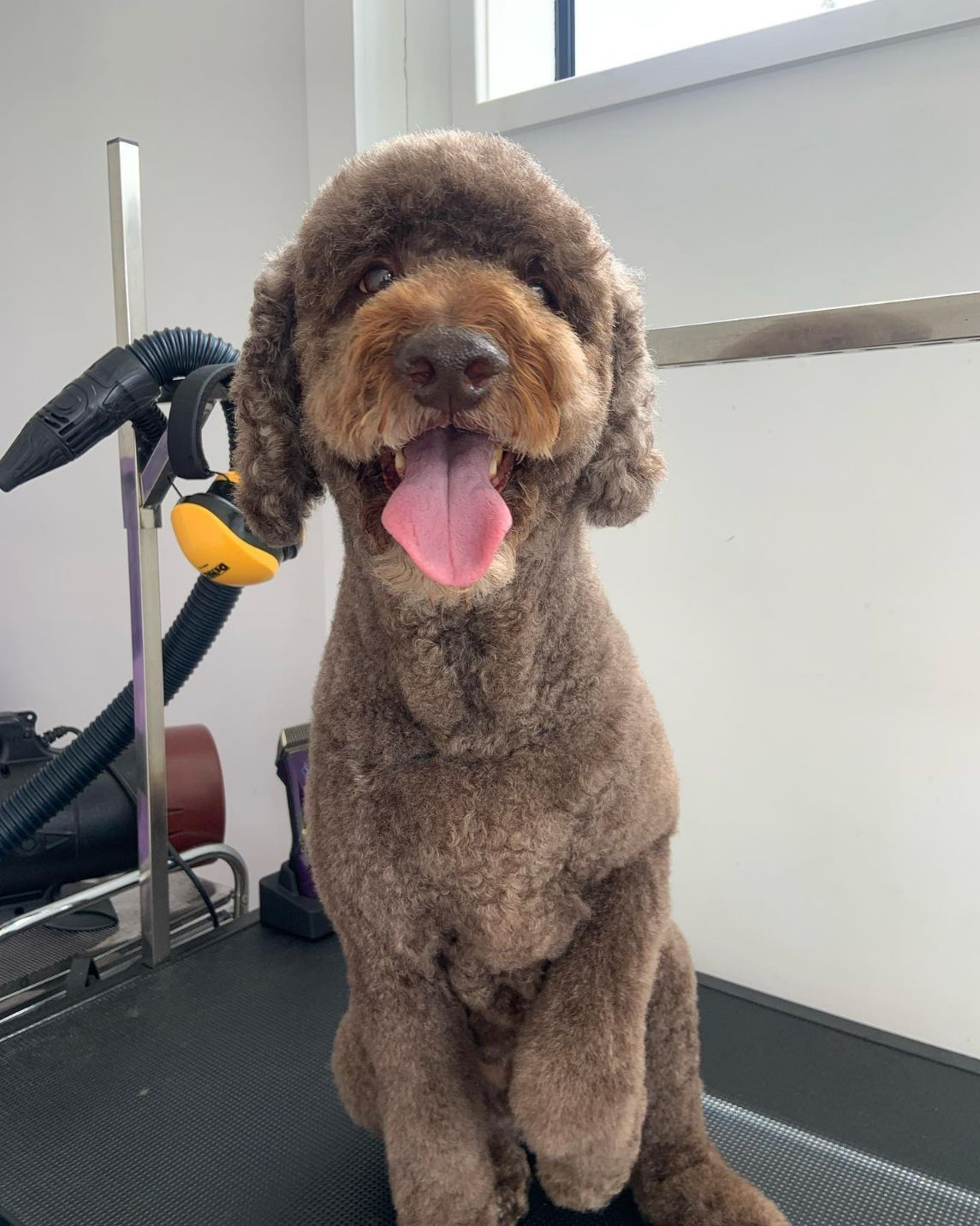 Local Dog Grooming Dog Grooming in Newcastle