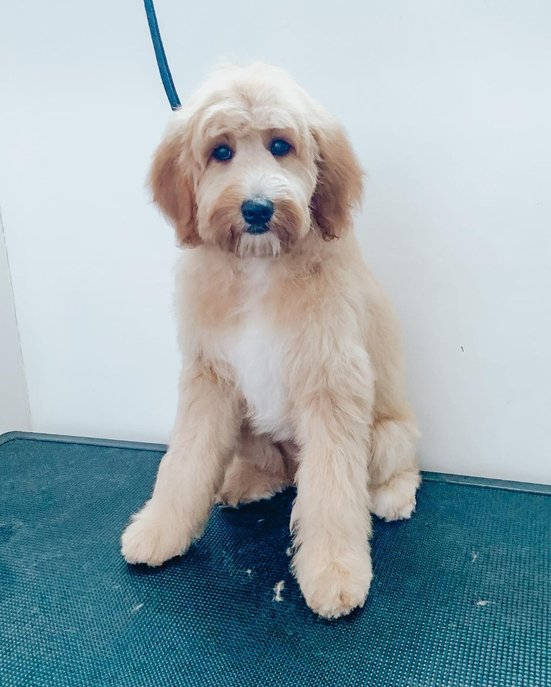 Local Dog Grooming Dog Grooming in Newcastle