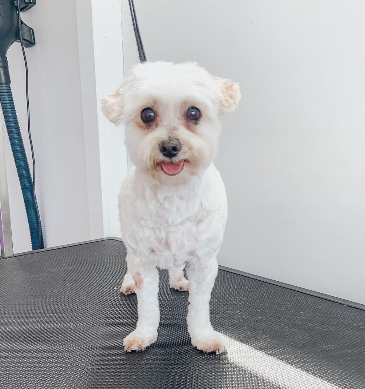 Local Dog Grooming Dog Grooming in Newcastle