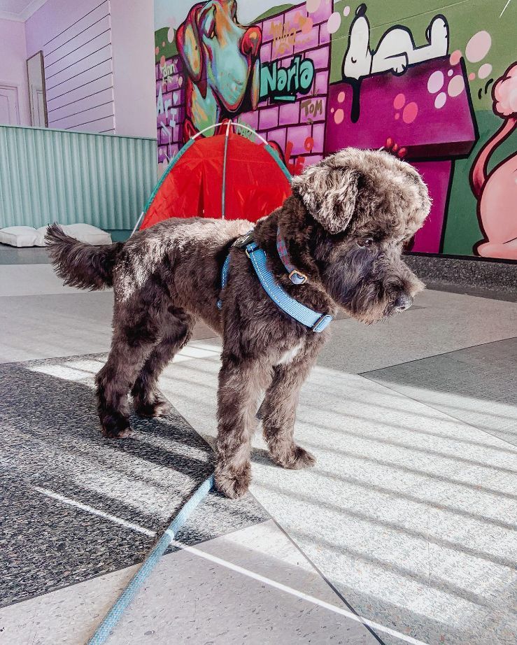 Dog Groomers in Newcastle Local Dog Grooming