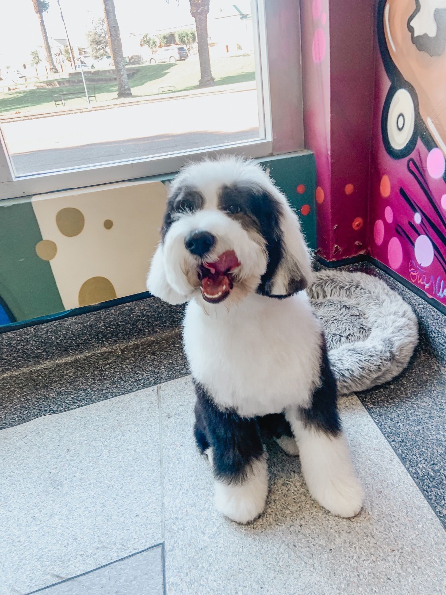 Local Dog Grooming Dog Grooming in Newcastle