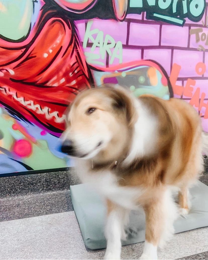 Local Dog Grooming Dog Grooming in Newcastle